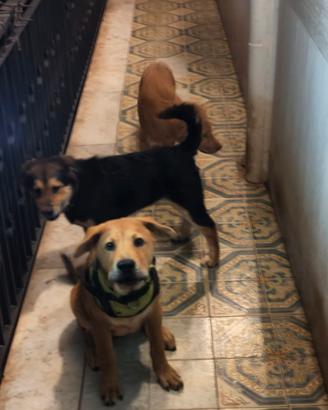 Regaliamo cagnolini