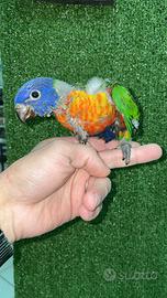 Pullo Lori Arcobaleno