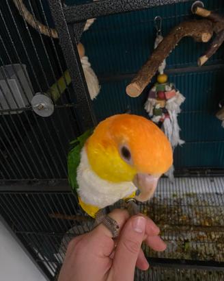 Caicco testa gialla