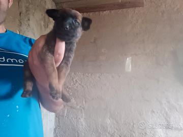 Pastore belga malinois