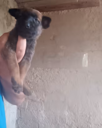 Pastore belga malinois