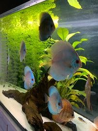 10 Discus grandi