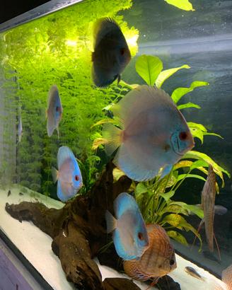 10 Discus grandi