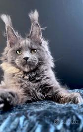 Mainee coon