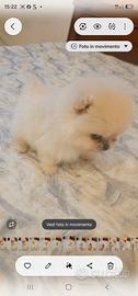 Spitz di pomerania