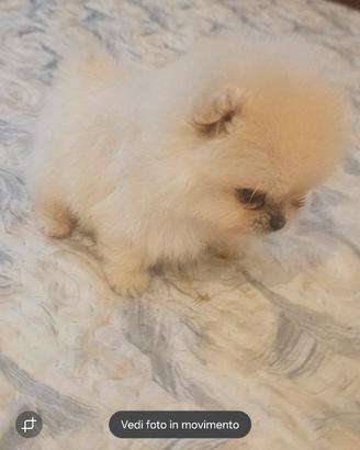Spitz di pomerania
