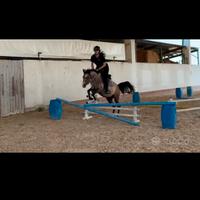 Pony