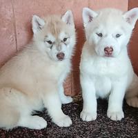 Due cuccioli siberian husky