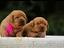 Immagine 5