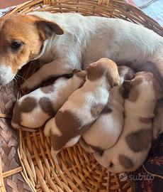 Disponibile cuccioli di jack russell originali
