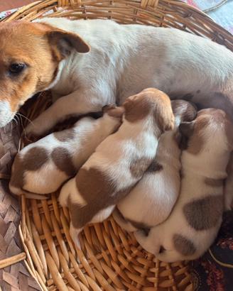 Disponibile cuccioli di jack russell originali