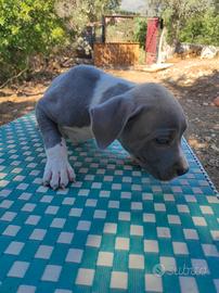 Vendita Amstaff