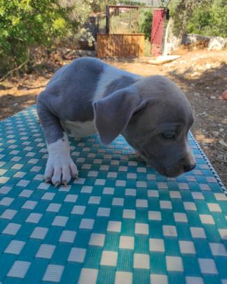 Vendita Amstaff