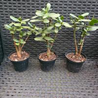 Crassula ovata ( Albero di Giada)