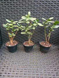 Crassula ovata ( Albero di Giada)