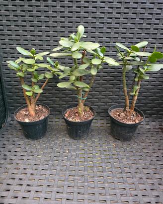 Crassula ovata ( Albero di Giada)