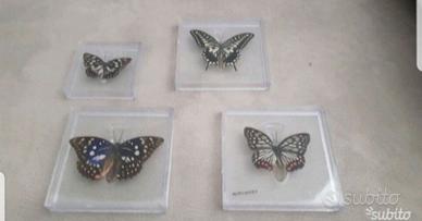 4 quadri con farfalle