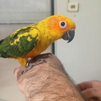 Conuro del sole allevato a mano