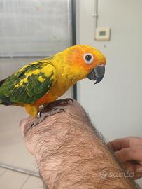 Conuro del sole allevato a mano