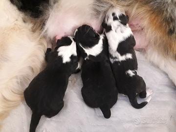 Cuccioli pastore australiano