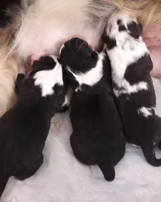 Cuccioli pastore australiano