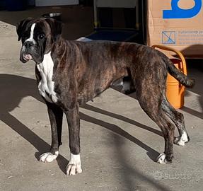 Maschio Boxer disponibile
