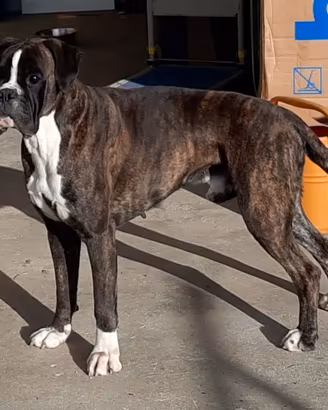 Maschio Boxer disponibile