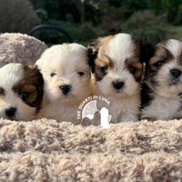 Tre Quarti di Luna Barboncino Maltipoo Lhasa Apso