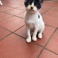 Gattini dolcissimi svezzati