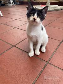 Gattini dolcissimi svezzati