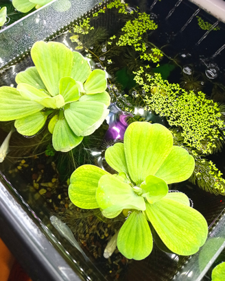 Pianta galleggiante acquario