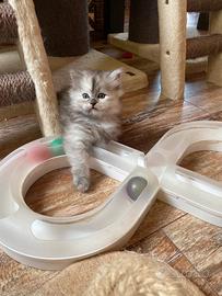 Cucciole/i di gatto siberiano certificati