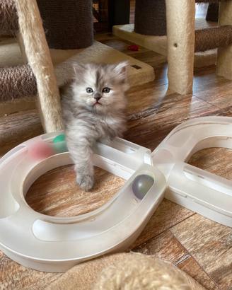 Cucciole/i di gatto siberiano certificati