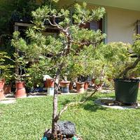 Bonsai pino silvestre