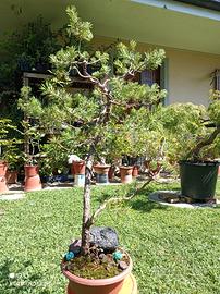 Bonsai pino silvestre