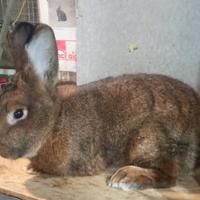 Coniglio grigio di vienna maschio