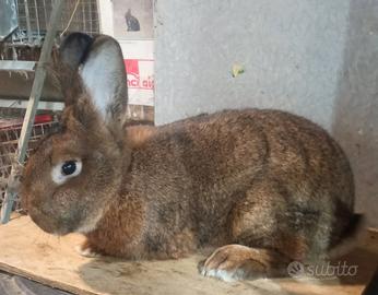 Coniglio grigio di vienna maschio