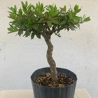 Prebonsai di alloro