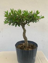 Prebonsai di alloro