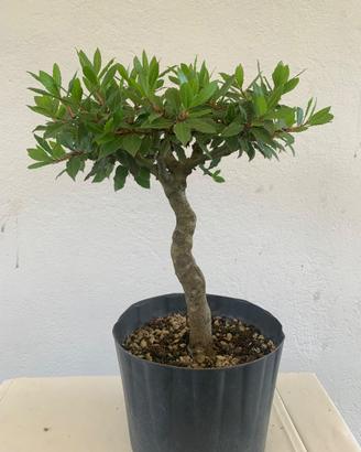 Prebonsai di alloro
