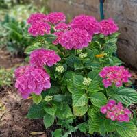 Giardinaggio e potature