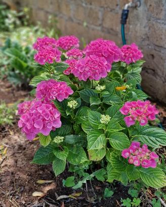 Giardinaggio e potature