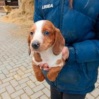 Bassotti piebald