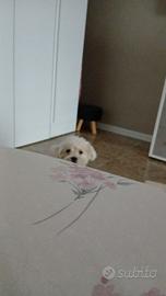 cane Maltipoo