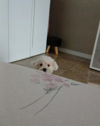 cane Maltipoo