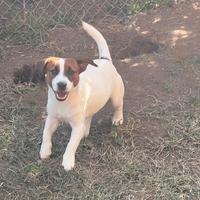 Jack Russell Terrier maschio