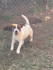 Jack Russell Terrier maschio