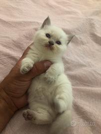 Gattini British Shorthair