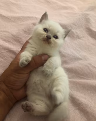 Gattini British Shorthair