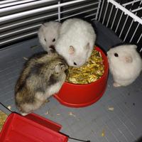 Criceti nani e criceti dorati